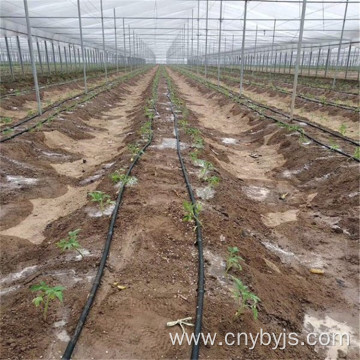 Drip irrigation for watermelon